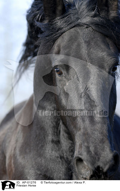 Friese im Portrait / Friesian Horse / AP-01276