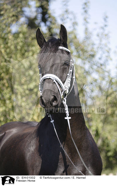 Friese Portrait / Friesian Horse / EH-01002