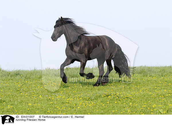 rennender Friese / running Friesian Horse / EH-01007