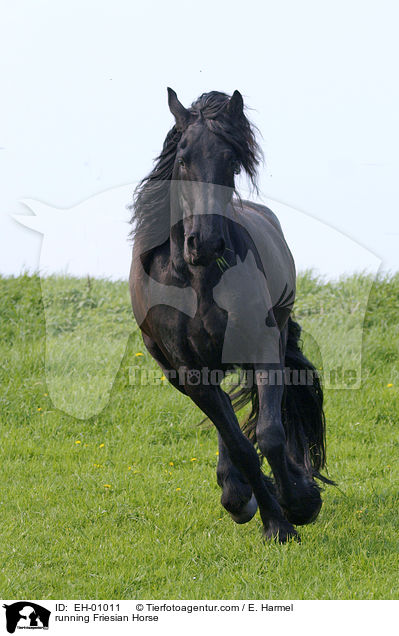 rennender Friese / running Friesian Horse / EH-01011