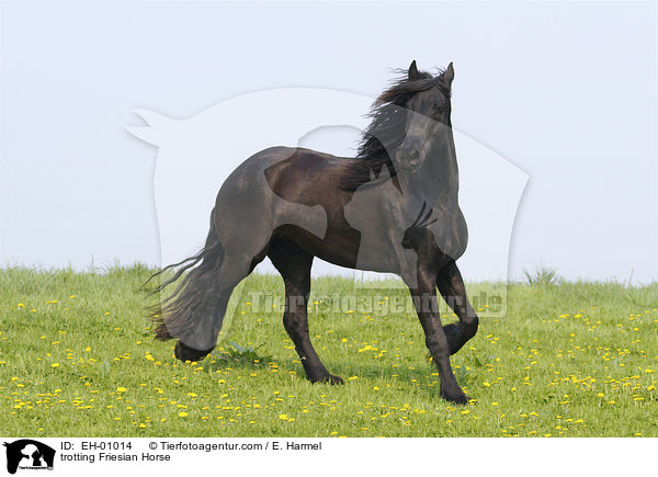 trabender Friese / trotting Friesian Horse / EH-01014