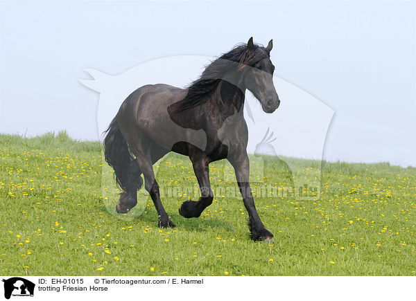 trabender Friese / trotting Friesian Horse / EH-01015