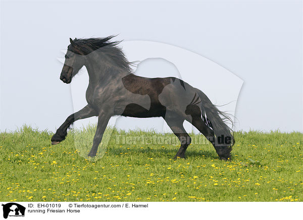 rennender Friese / running Friesian Horse / EH-01019