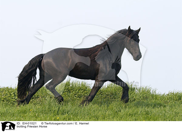 trotting Friesian Horse / EH-01021