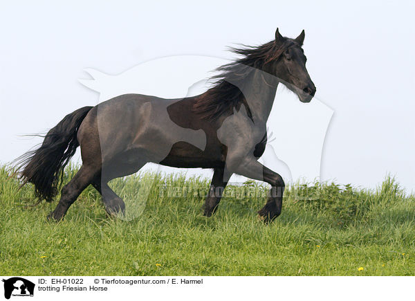 trabender Friese / trotting Friesian Horse / EH-01022