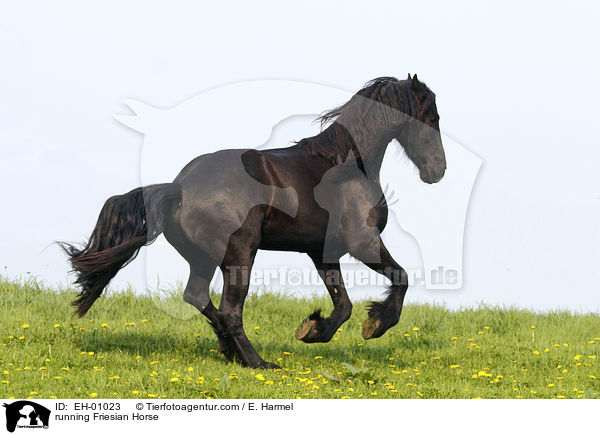 rennender Friese / running Friesian Horse / EH-01023