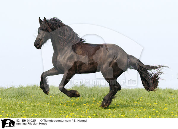 rennender Friese / running Friesian Horse / EH-01025