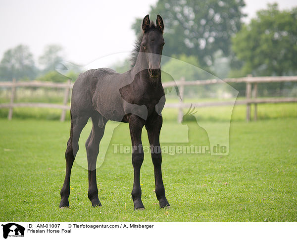 Friesian Horse Foal / AM-01007