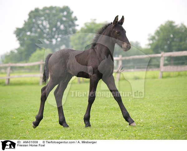 Friesenfohlen / Friesian Horse Foal / AM-01008