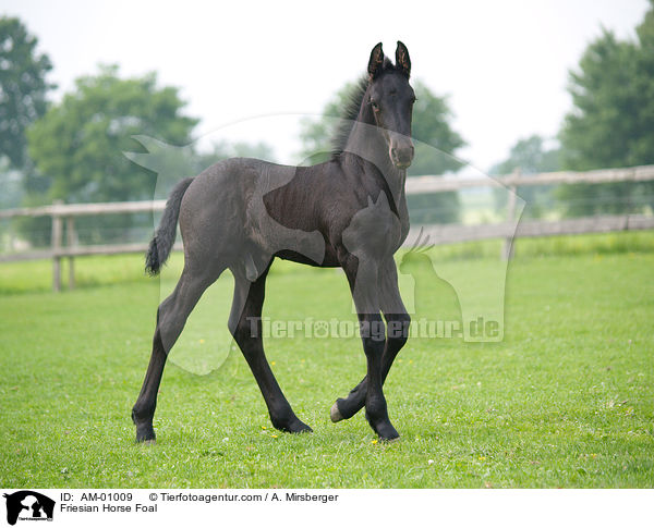 Friesenfohlen / Friesian Horse Foal / AM-01009