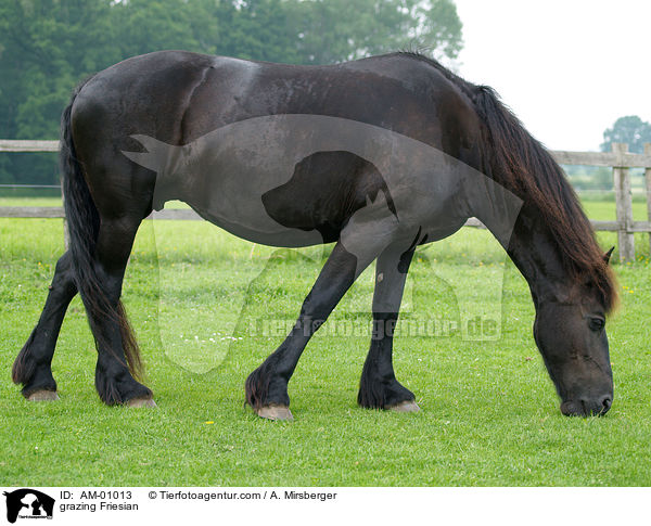 grasender Friese / grazing Friesian / AM-01013