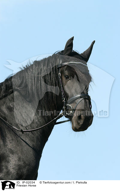 Friese / Friesian Horse / IP-02034