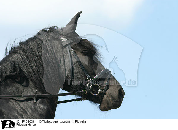 Friese / Friesian Horse / IP-02036