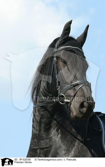 Friesian Horse / IP-02038