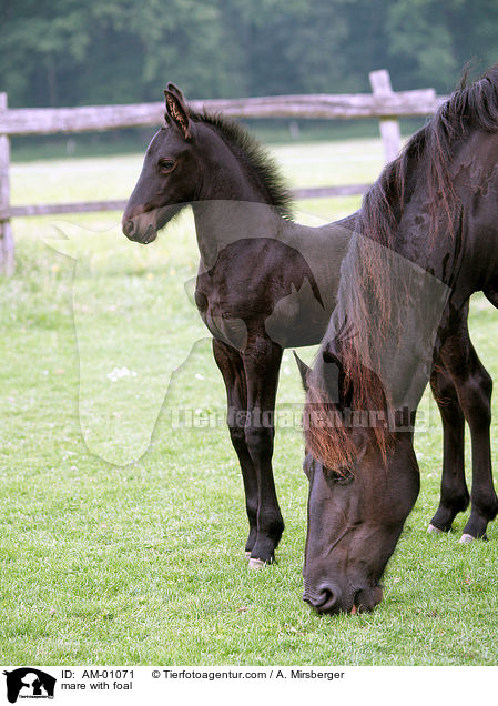 mare with foal / AM-01071