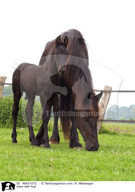 Stute mit Fohlen / mare with foal / AM-01072