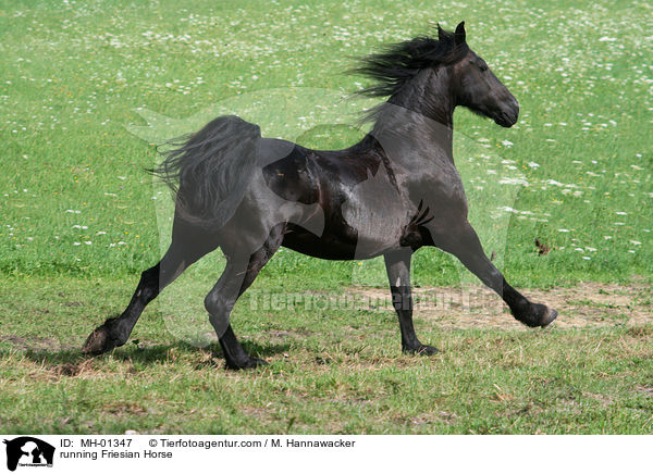 rennender Friese / running Friesian Horse / MH-01347