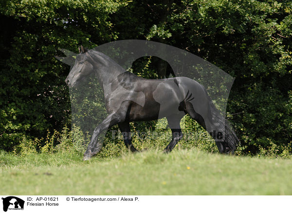 Friese / Friesian Horse / AP-01621