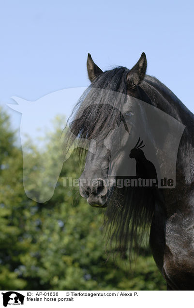 Friese Portrait / friesian horse portrait / AP-01636