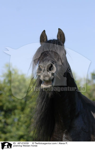 ghnender Friese / yawning friesian horse / AP-01639