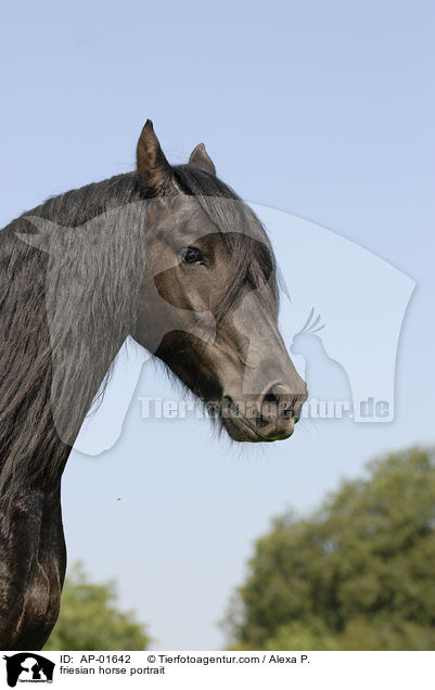 Friese Portrait / friesian horse portrait / AP-01642