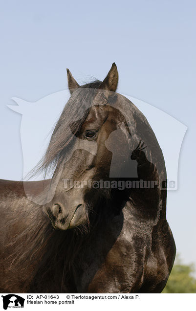 Friese Portrait / friesian horse portrait / AP-01643