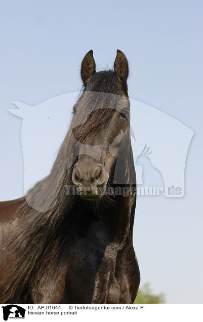 Friese Portrait / friesian horse portrait / AP-01644