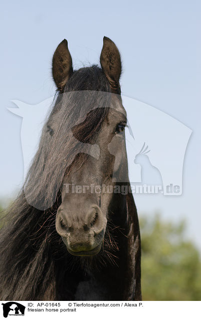Friese Portrait / friesian horse portrait / AP-01645