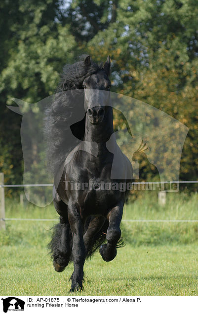 trabender Friese / running Friesian Horse / AP-01875