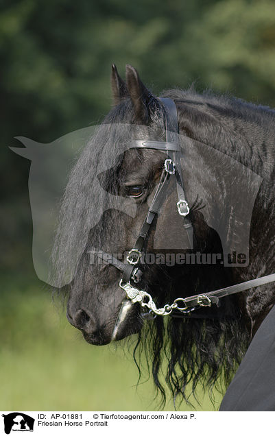 Friese Portrait / Friesian Horse Portrait / AP-01881