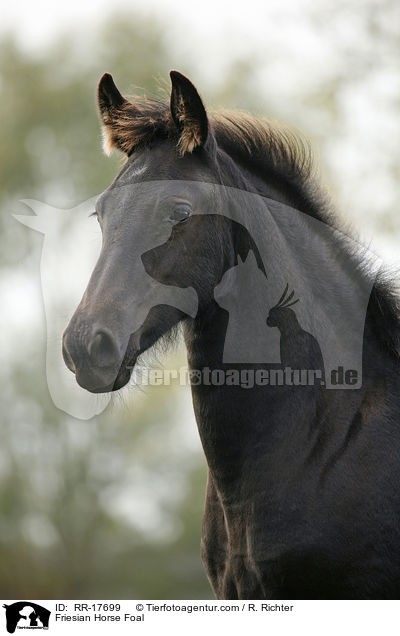 Friesen Fohlen / Friesian Horse Foal / RR-17699