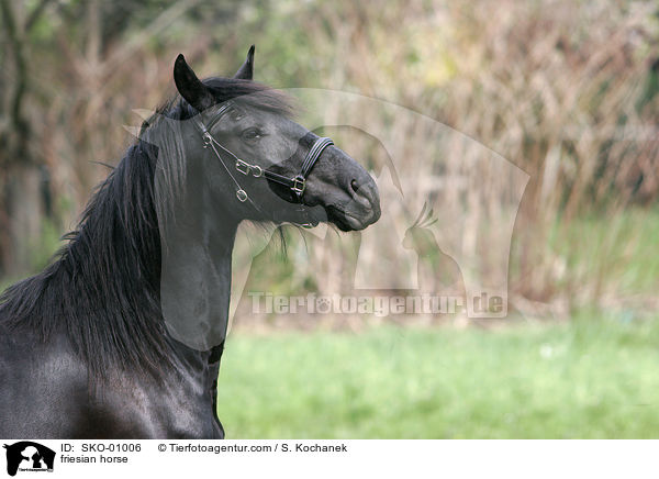 Friesenpferd / friesian horse / SKO-01006