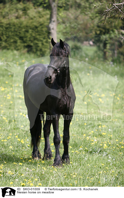 Friese auf der Weide / friesian horse on meadow / SKO-01009