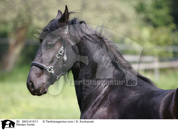 Friesenpferd / friesian horse / SKO-01011