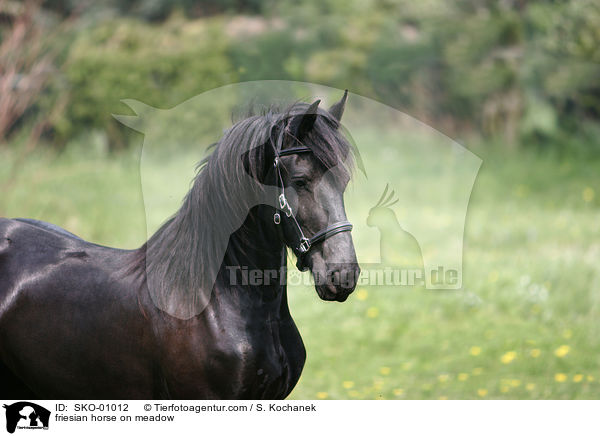 Friese auf der Weide / friesian horse on meadow / SKO-01012