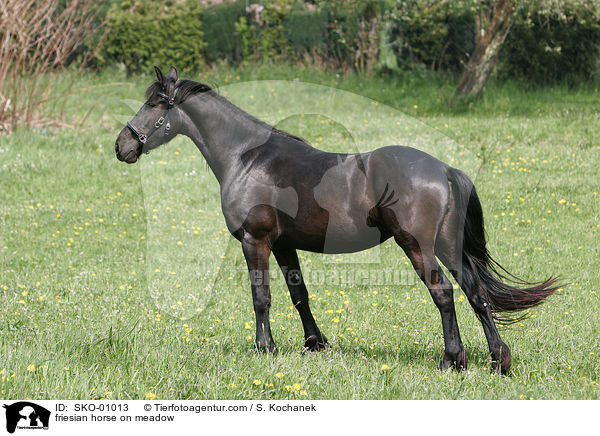 Friese auf der Weide / friesian horse on meadow / SKO-01013
