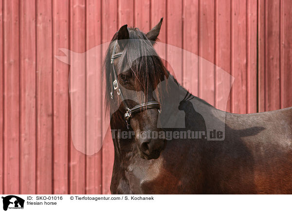 Friesenpferd / friesian horse / SKO-01016