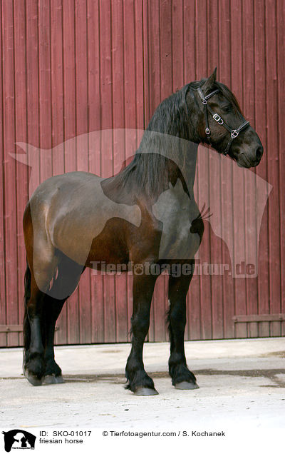 Friesenpferd / friesian horse / SKO-01017