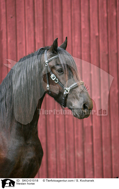 Friesenpferd / friesian horse / SKO-01018