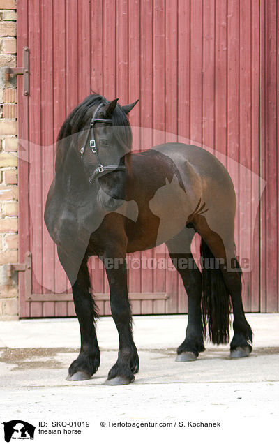 Friesenpferd / friesian horse / SKO-01019