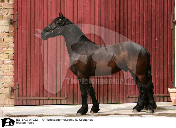 Friesenpferd / friesian horse / SKO-01022