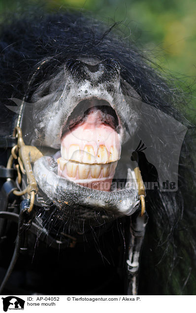 flehmender Friese / horse mouth / AP-04052