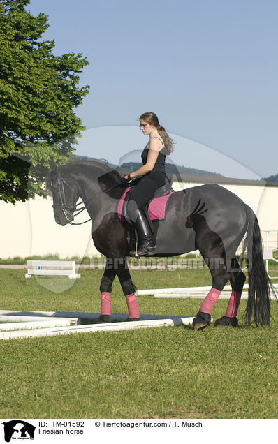 Friese / Friesian horse / TM-01592