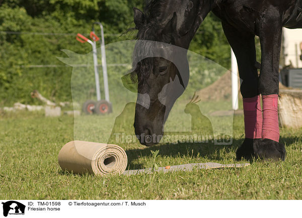 Friese / Friesian horse / TM-01598