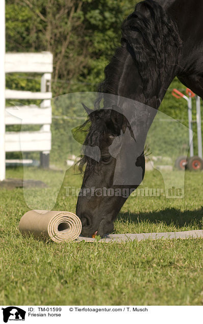 Friesian horse / TM-01599