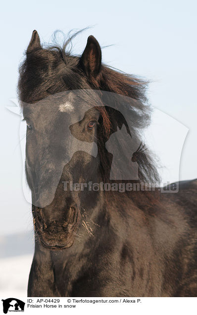Frisian Horse in snow / AP-04429