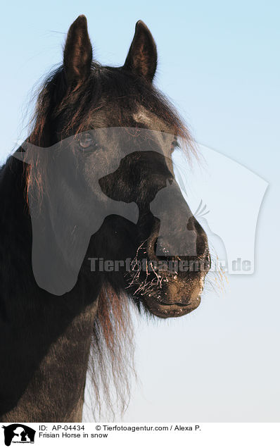 Frisian Horse in snow / AP-04434