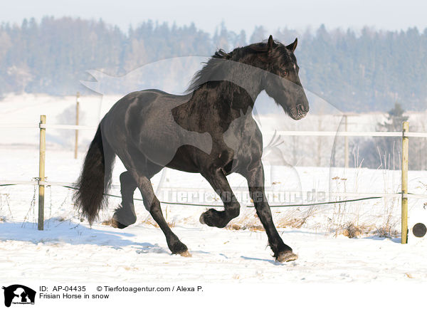 Friese im Winter / Frisian Horse in snow / AP-04435