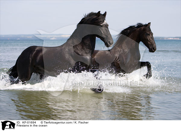 Friesen im Meer / Friesians in the ocean / KF-01694