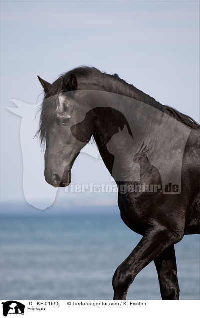Friesian / KF-01695